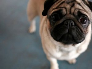Köpeklerin 100 yıllık değişimi: Köpekleri Nasıl Bozduk?