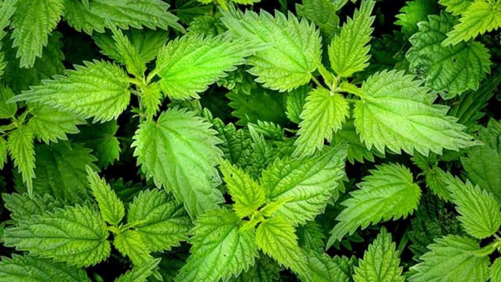 D vitamini eksikliği nelere sebep olabilir? galerisi resim 4