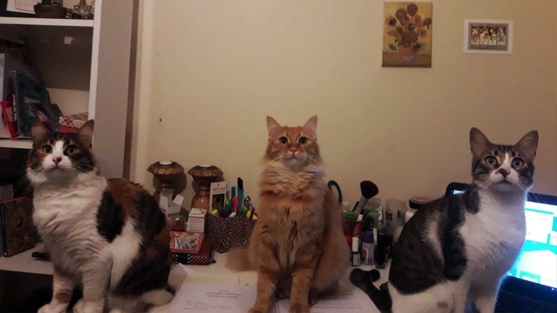 Dünya Kediler Günü'nde, kediler hakkında bilmeniz gereken 5 ilginç  galerisi resim 1