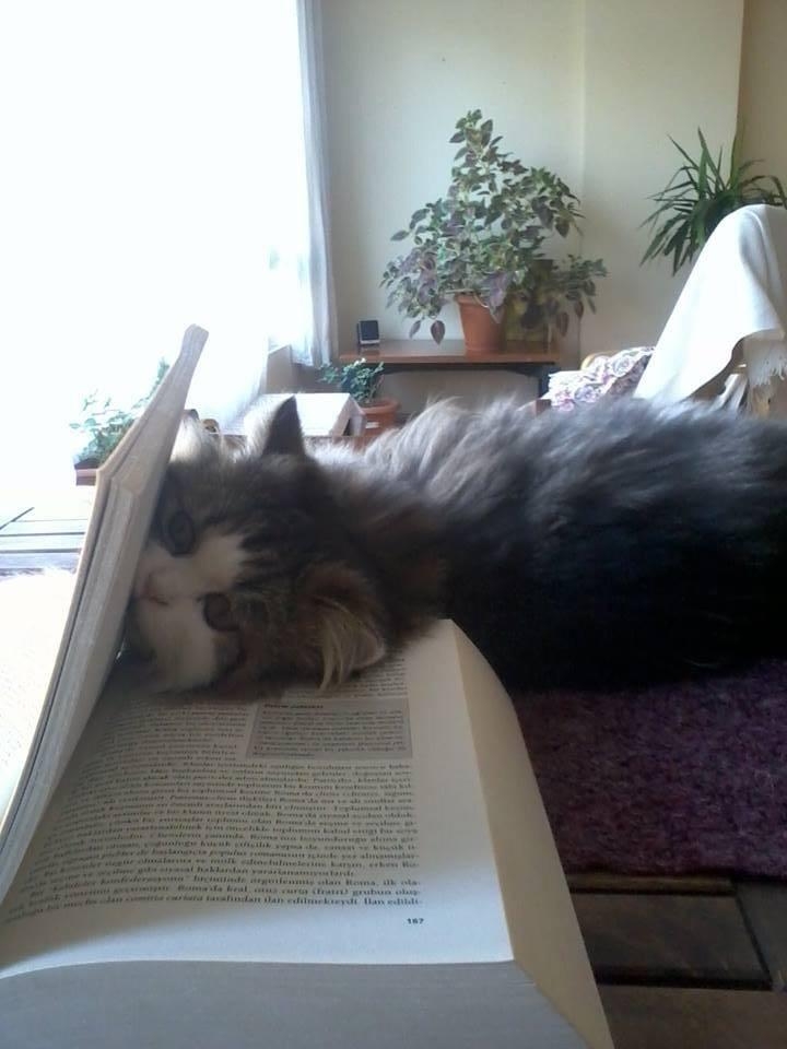 Dünya Kediler Günü'nde, kediler hakkında bilmeniz gereken 5 ilginç  galerisi resim 10