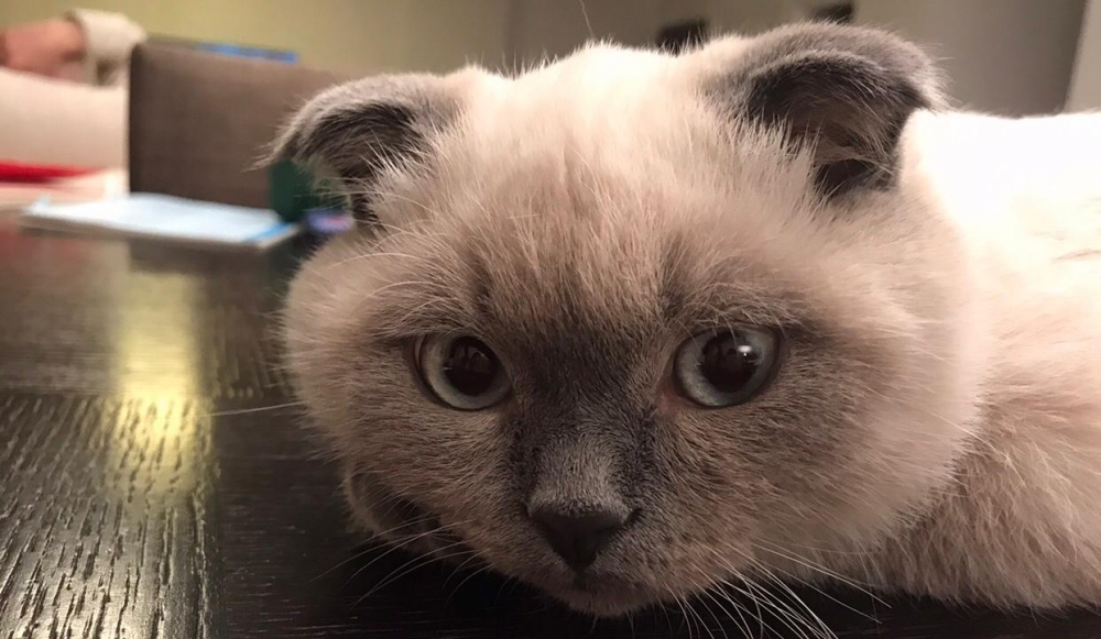 Dünya Kediler Günü'nde, kediler hakkında bilmeniz gereken 5 ilginç  galerisi resim 2