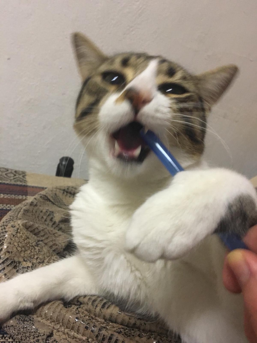 Dünya Kediler Günü'nde, kediler hakkında bilmeniz gereken 5 ilginç  galerisi resim 3