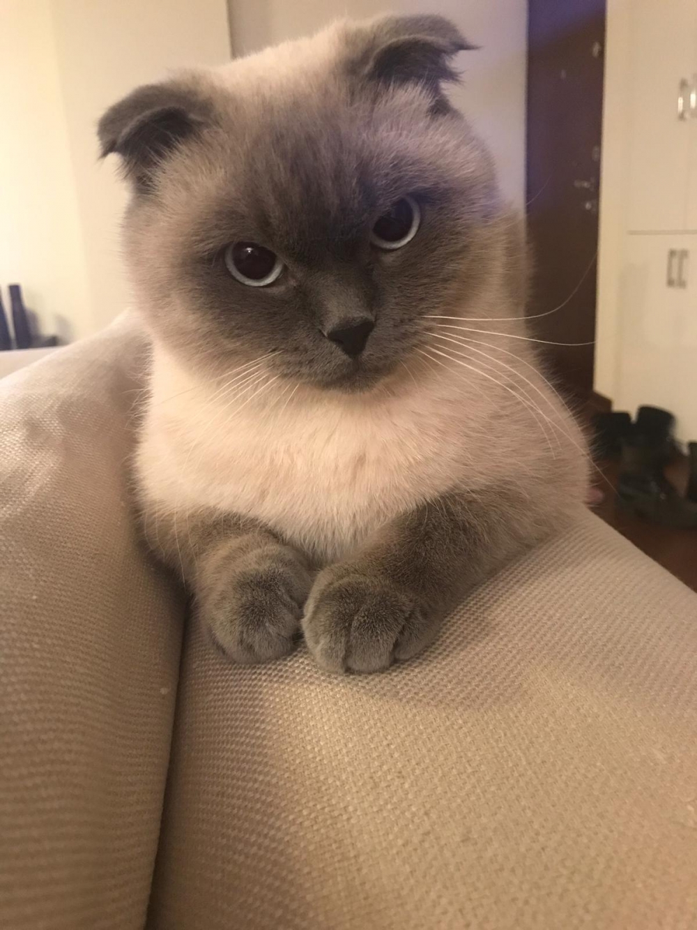 Dünya Kediler Günü'nde, kediler hakkında bilmeniz gereken 5 ilginç  galerisi resim 4