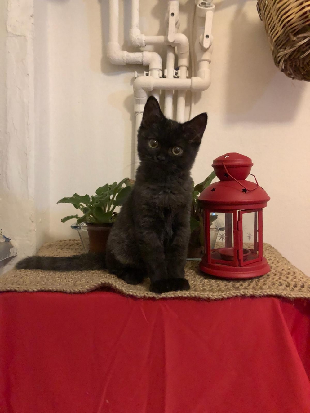 Dünya Kediler Günü'nde, kediler hakkında bilmeniz gereken 5 ilginç  galerisi resim 6