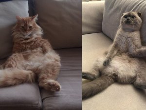 Dünya Kediler Günü'nde, kediler hakkında bilmeniz gereken 5 ilginç 