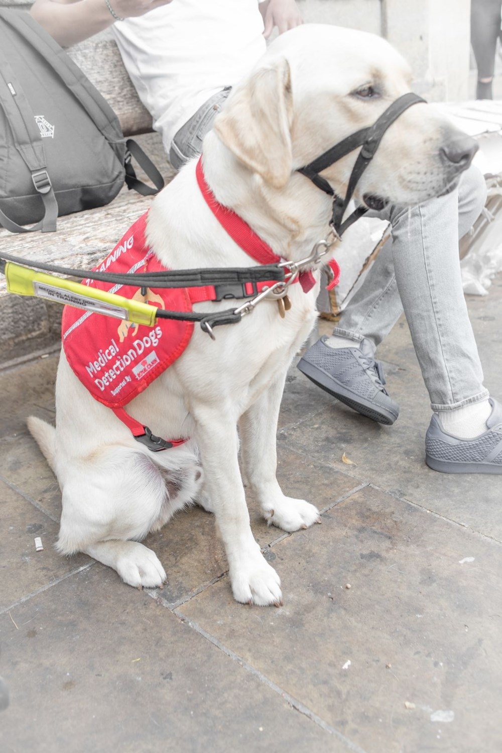 “Köpekler 6 haftalık eğitimle corona virüs hastalarını yarım saniyede te galerisi resim 5