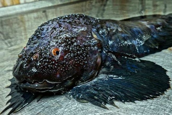 Rus balıkçının denizden çıkardığı ilginç canlılar galerisi resim 10