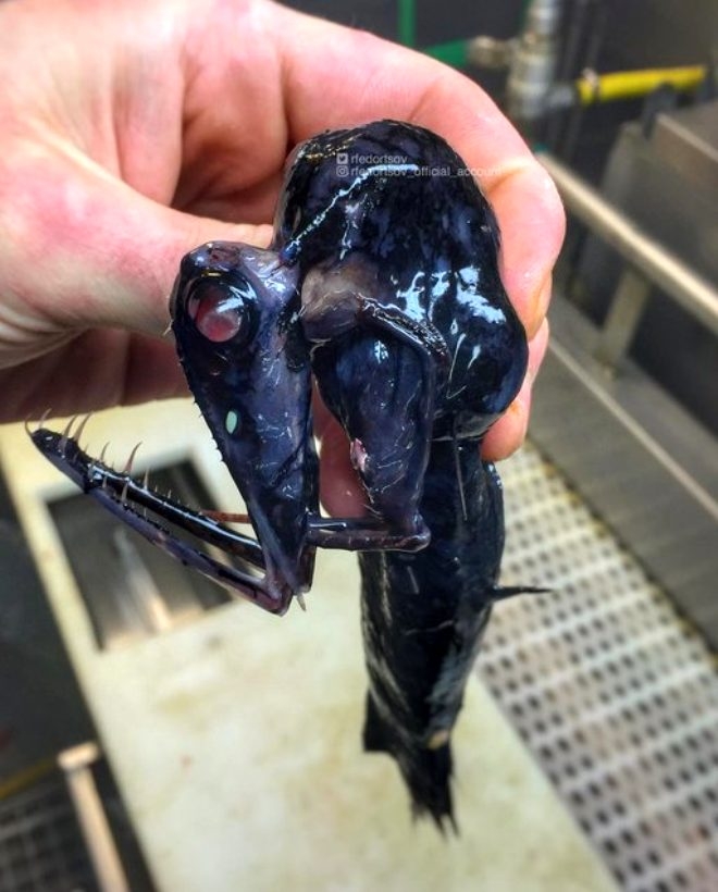 Rus balıkçının denizden çıkardığı ilginç canlılar galerisi resim 12