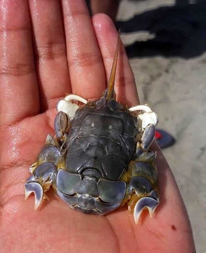 Rus balıkçının denizden çıkardığı ilginç canlılar galerisi resim 16