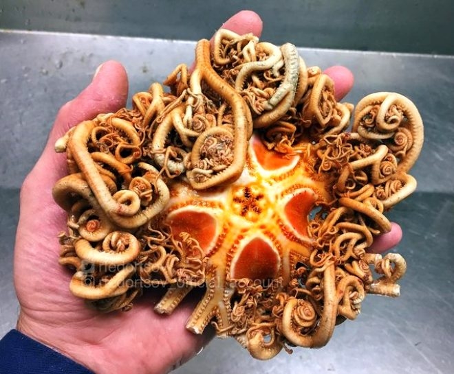 Rus balıkçının denizden çıkardığı ilginç canlılar galerisi resim 24