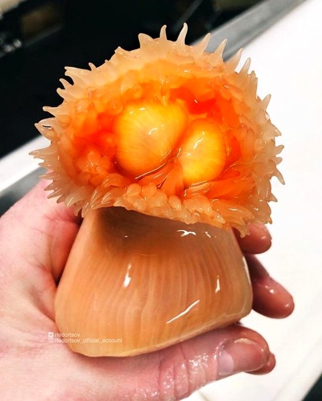 Rus balıkçının denizden çıkardığı ilginç canlılar galerisi resim 8