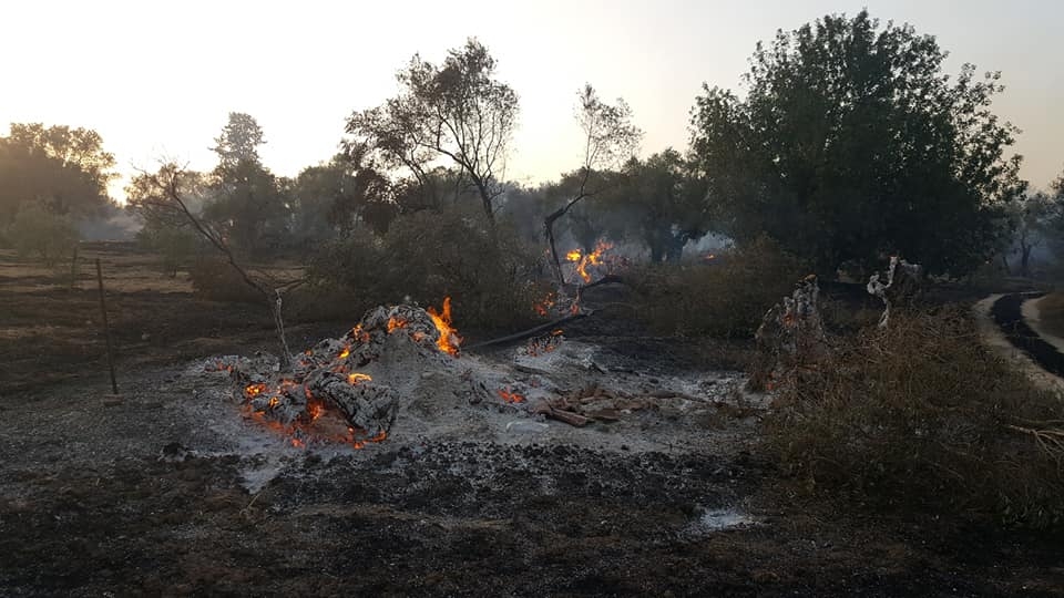 Yangında anıt ağaçlar da yandı! galerisi resim 3