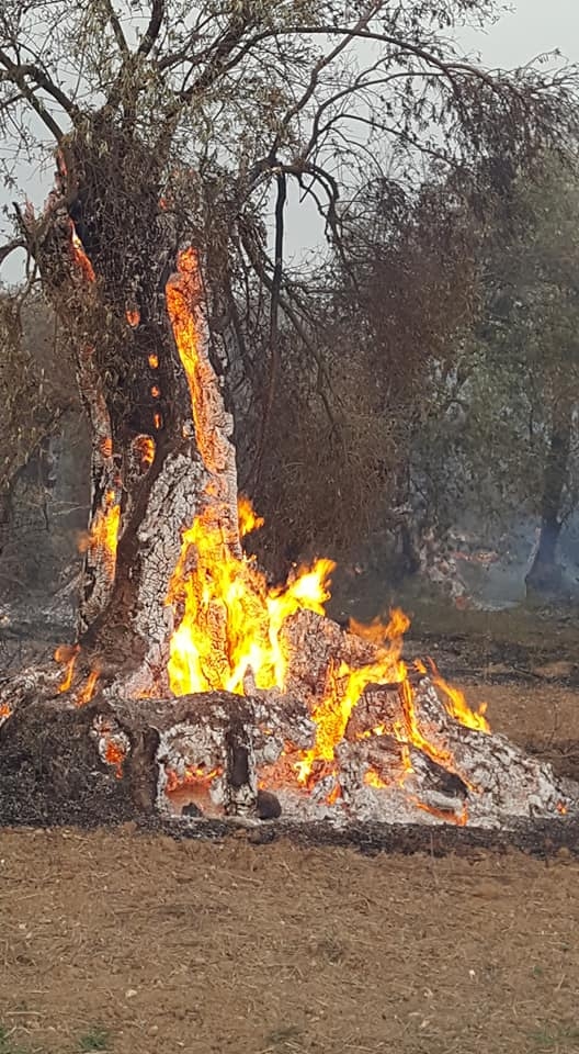 Yangında anıt ağaçlar da yandı! galerisi resim 4