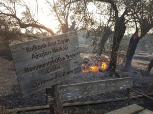 Yangında anıt ağaçlar da yandı!