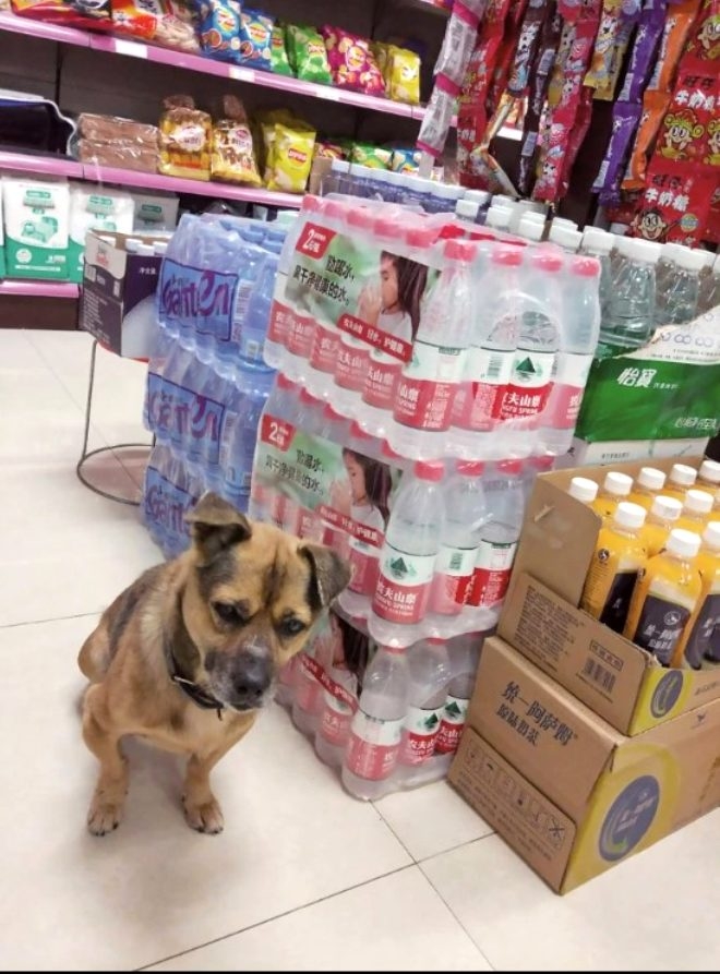 Virüsten ölen sahibini 3 aydır hastanede böyle bekliyor galerisi resim 5