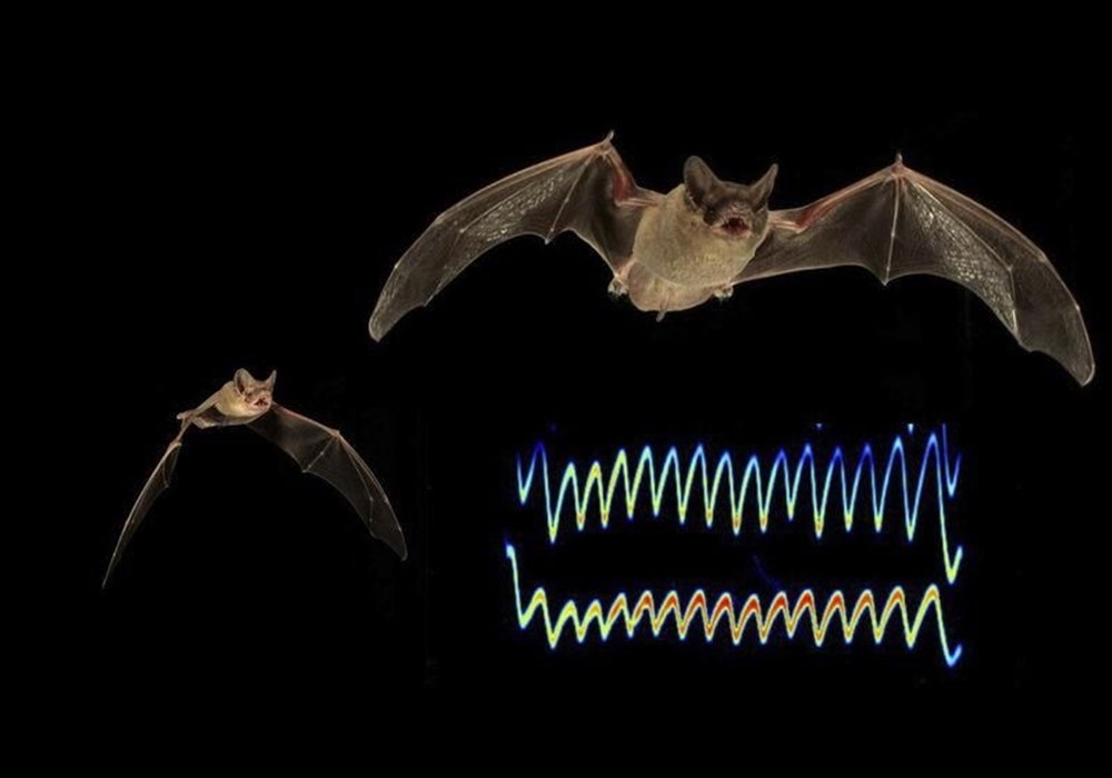 Corona virüs yarasaları neden öldürmüyor? İşte bilimin yanıtı galerisi resim 2