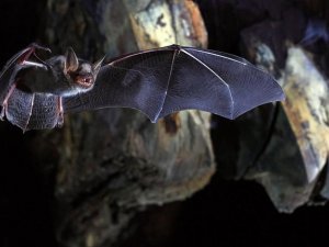 Corona virüs yarasaları neden öldürmüyor? İşte bilimin yanıtı