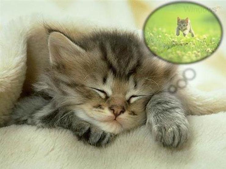 Rüyalar hakkında bilmediğiniz 15 gerçek galerisi resim 3