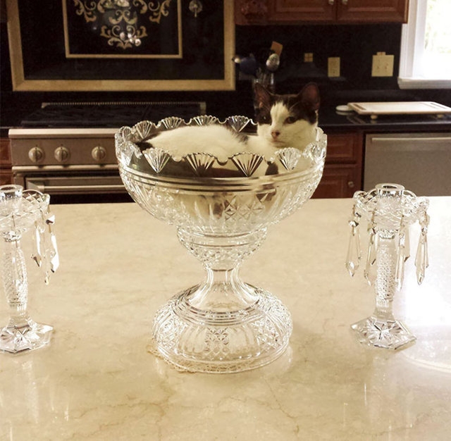 Adeta sıvı gibiler!İşte kedilerin her yere sığabileceğinin kanıtı! galerisi resim 7