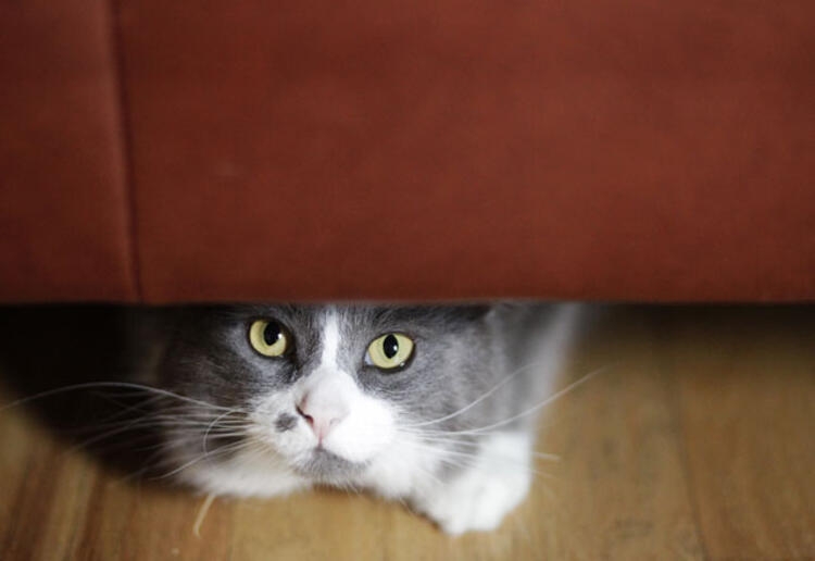 Evcil hayvanınız bunları yapıyorsa dikkat! galerisi resim 1