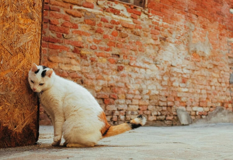 Evcil hayvanınız bunları yapıyorsa dikkat! galerisi resim 10