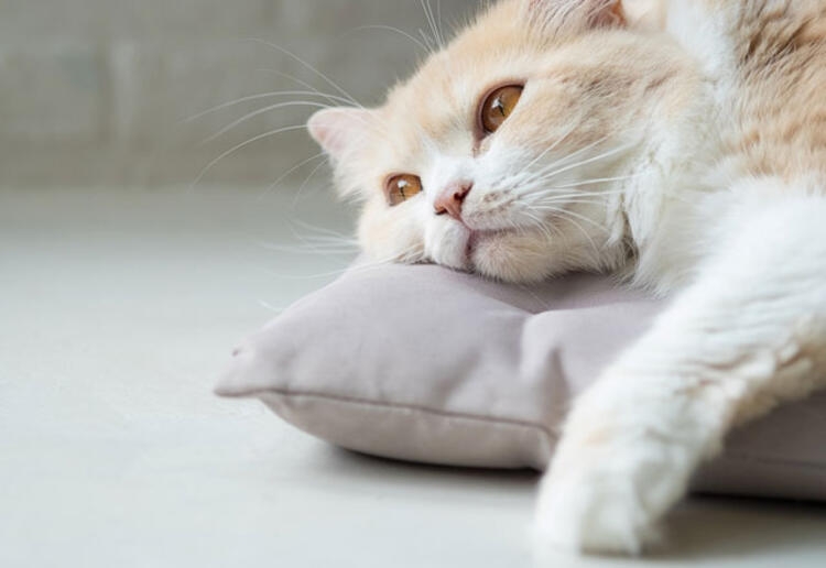 Evcil hayvanınız bunları yapıyorsa dikkat! galerisi resim 2