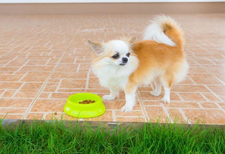 Evcil hayvanınız bunları yapıyorsa dikkat! galerisi resim 3