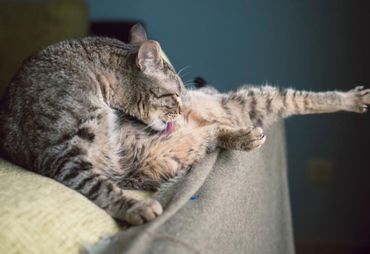 Evcil hayvanınız bunları yapıyorsa dikkat! galerisi resim 5