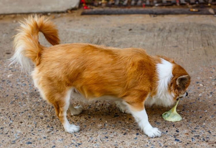 Evcil hayvanınız bunları yapıyorsa dikkat! galerisi resim 6