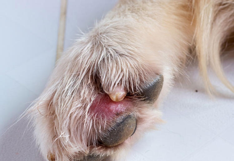 Evcil hayvanınız bunları yapıyorsa dikkat! galerisi resim 7