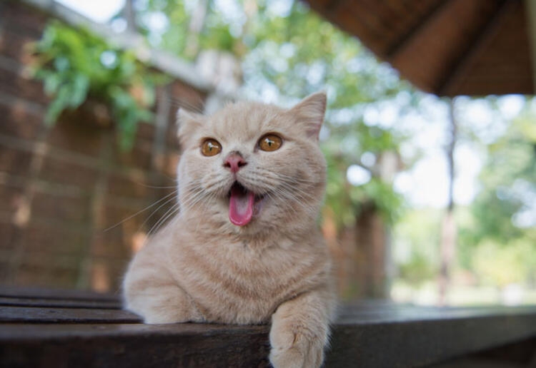 Evcil hayvanınız bunları yapıyorsa dikkat! galerisi resim 8