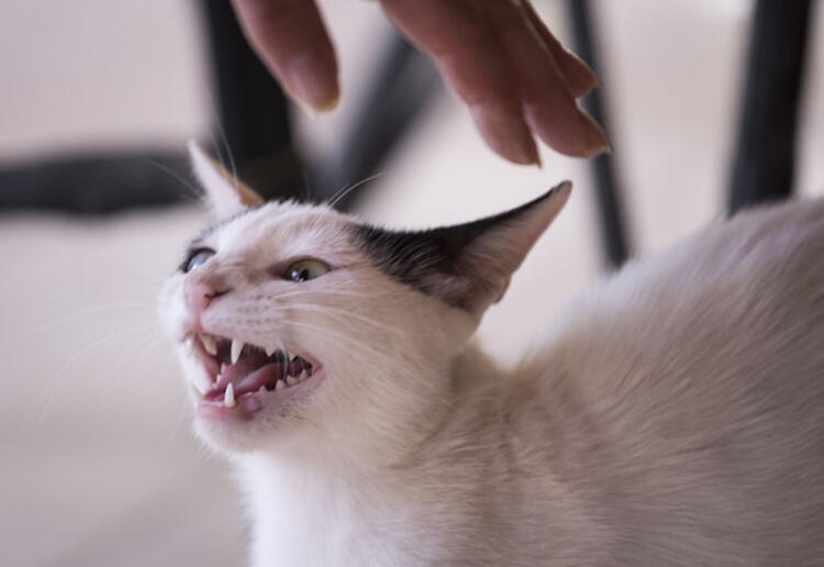 Evcil hayvanınız bunları yapıyorsa dikkat! galerisi resim 9