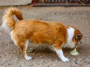 Evcil hayvanınız bunları yapıyorsa dikkat!