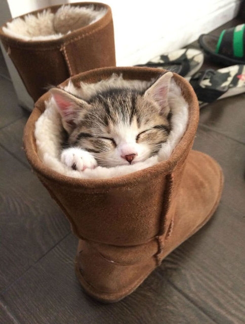 Kediler bulunduğu kabın şeklini alabilen canlılardır galerisi resim 1