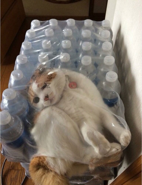 Kediler bulunduğu kabın şeklini alabilen canlılardır galerisi resim 28