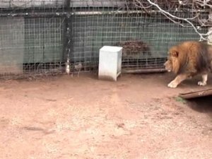 Aslanın kafesine köpek bıraktılar! Herkes, olanları şaşkınlıkla izledi