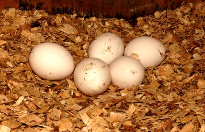 Yumurta alırken bu koda dikkat! 3 numara yazıyorsa bir kez daha düşünün galerisi resim 2