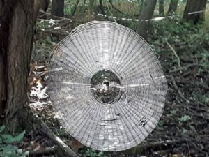 Ormanın derinliklerinde bulunan devasa örümcek ağı tüyler ürpertti: İnsa