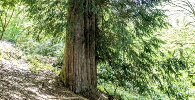 Bronz çağına şahit oldu! 4 bin 115 yıllık ömrüyle Türkiye'nin en ya galerisi resim 1