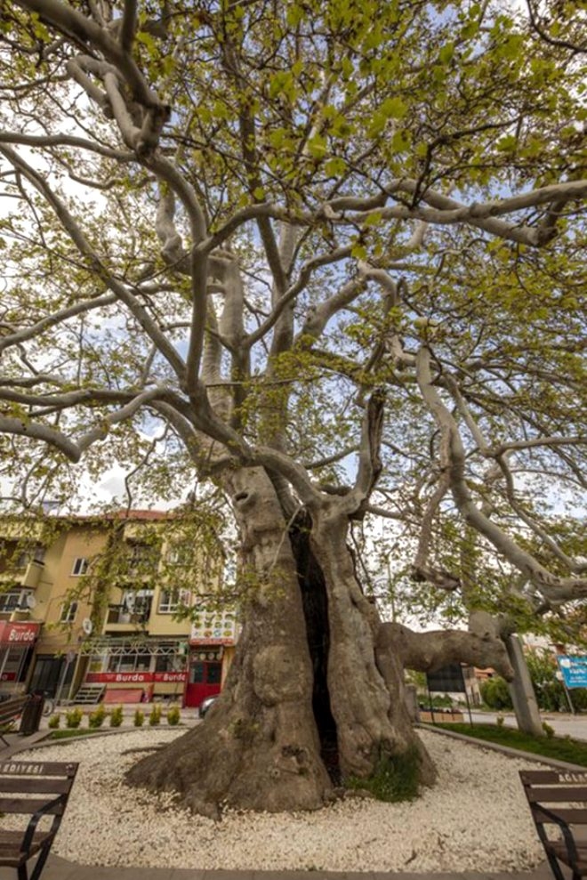 Bronz çağına şahit oldu! 4 bin 115 yıllık ömrüyle Türkiye'nin en ya galerisi resim 10