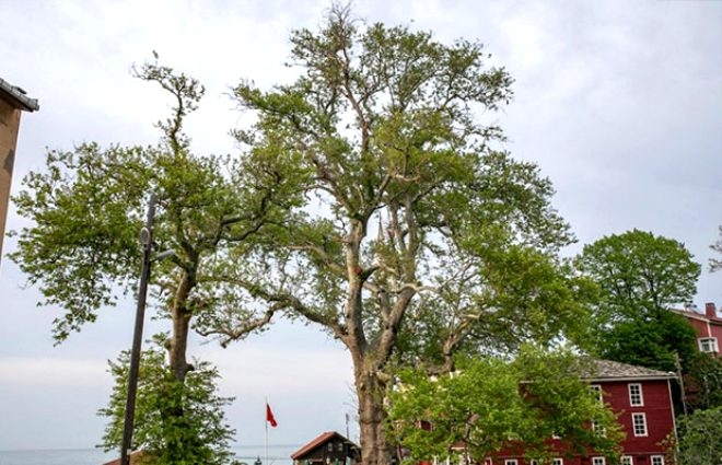 Bronz çağına şahit oldu! 4 bin 115 yıllık ömrüyle Türkiye'nin en ya galerisi resim 11
