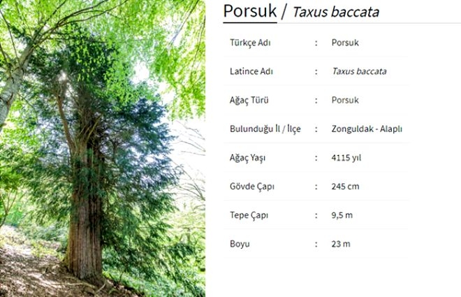 Bronz çağına şahit oldu! 4 bin 115 yıllık ömrüyle Türkiye'nin en ya galerisi resim 2