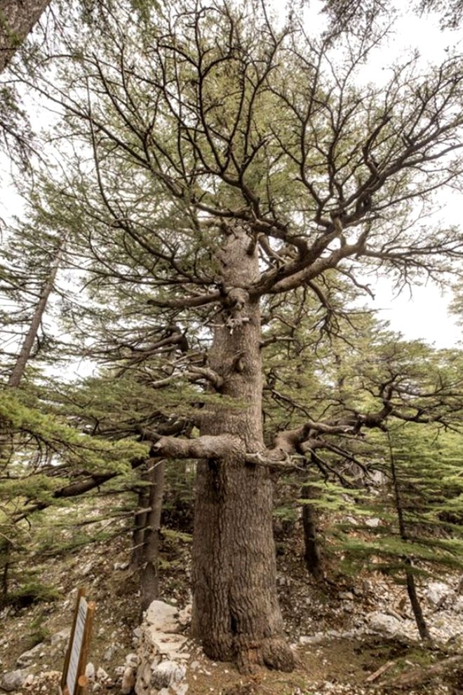 Bronz çağına şahit oldu! 4 bin 115 yıllık ömrüyle Türkiye'nin en ya galerisi resim 3
