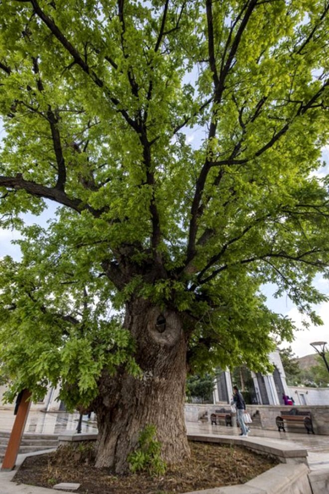 Bronz çağına şahit oldu! 4 bin 115 yıllık ömrüyle Türkiye'nin en ya galerisi resim 4
