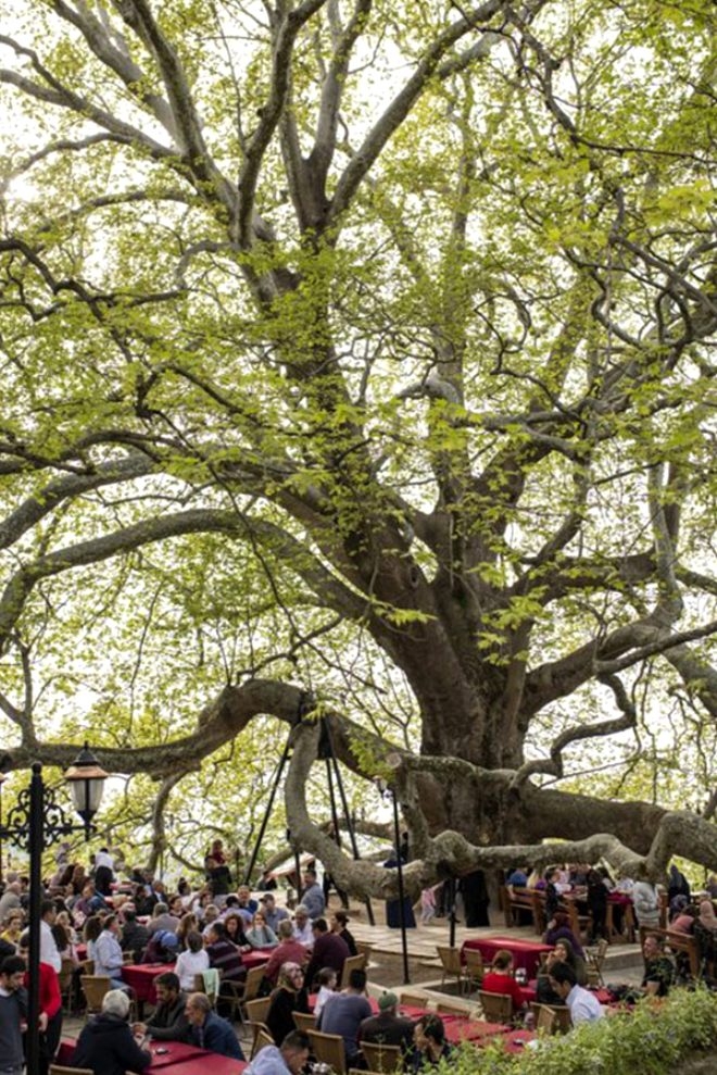 Bronz çağına şahit oldu! 4 bin 115 yıllık ömrüyle Türkiye'nin en ya galerisi resim 5
