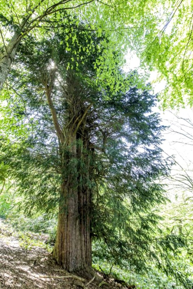 Bronz çağına şahit oldu! 4 bin 115 yıllık ömrüyle Türkiye'nin en ya galerisi resim 6