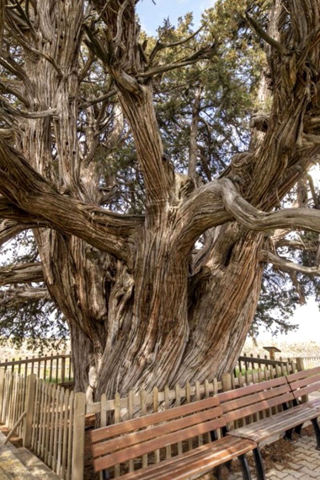 Bronz çağına şahit oldu! 4 bin 115 yıllık ömrüyle Türkiye'nin en ya galerisi resim 7