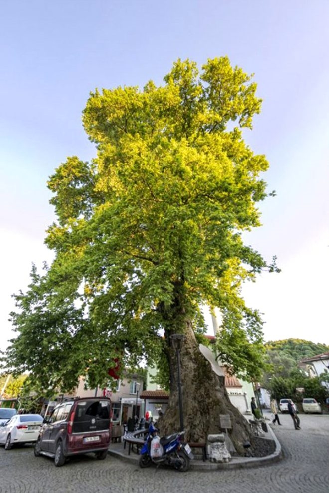 Bronz çağına şahit oldu! 4 bin 115 yıllık ömrüyle Türkiye'nin en ya galerisi resim 8
