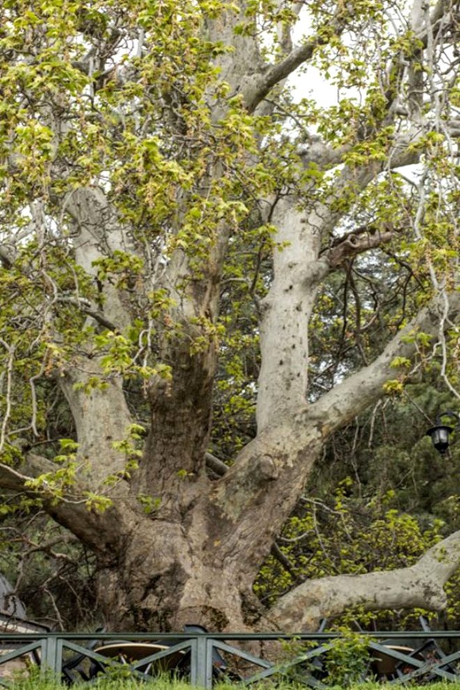 Bronz çağına şahit oldu! 4 bin 115 yıllık ömrüyle Türkiye'nin en ya galerisi resim 9