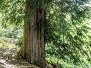 Bronz çağına şahit oldu! 4 bin 115 yıllık ömrüyle Türkiye'nin en ya